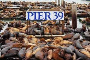 The well-known Pier 39 in San Francisco
