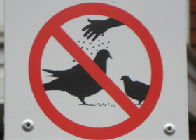 pigeons