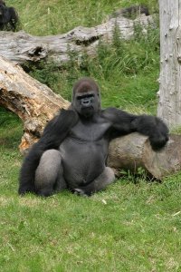 2670954-Gorilla-at-Jersey-Zoo-1